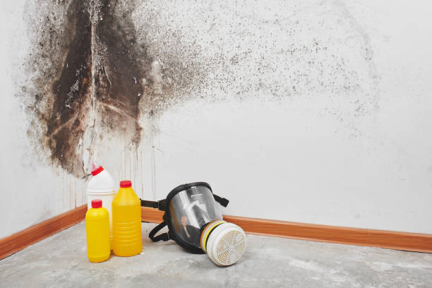 Best Certified Mold Removal  in Hobart, IN