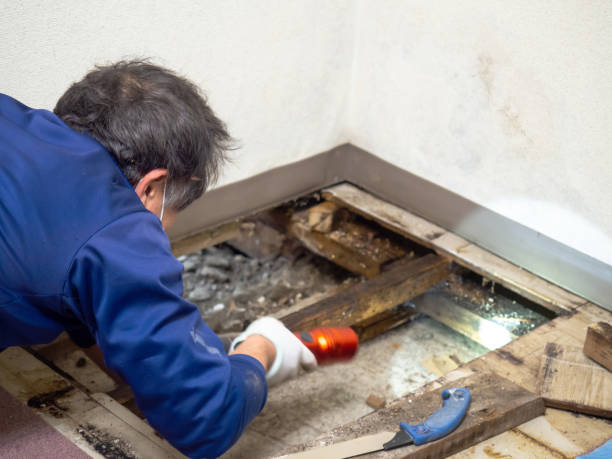 Best Office Mold Removal Services  in Hobart, IN
