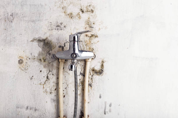 Best Mold Removal Company Near Me  in Hobart, IN