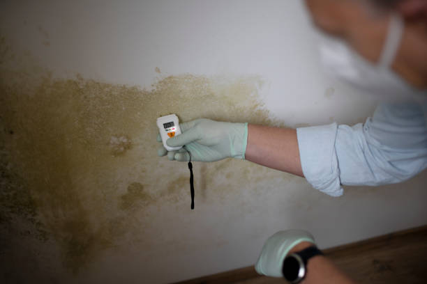 Best Mold Remediation Experts  in Hobart, IN