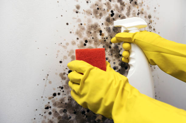 Best Professional Mold Removal  in Hobart, IN
