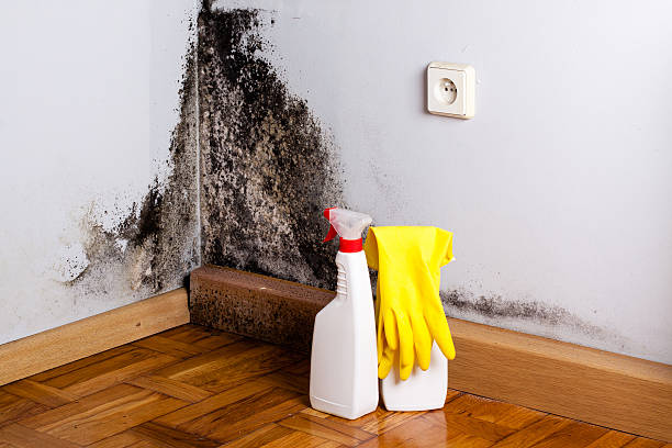 Best Home Mold Removal  in Hobart, IN