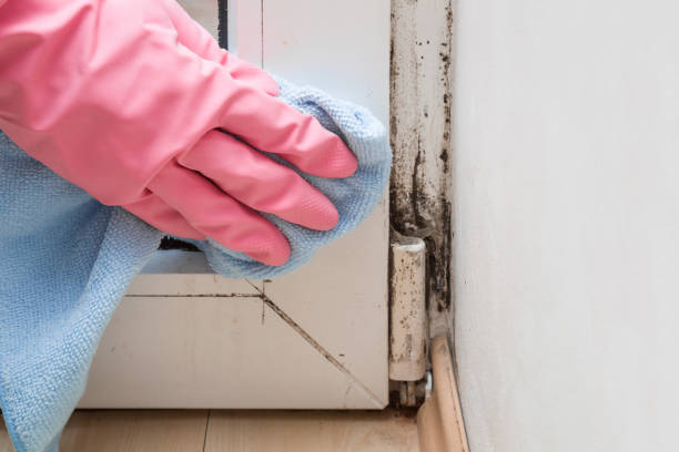 Certified Mold Removal in Hobart, IN