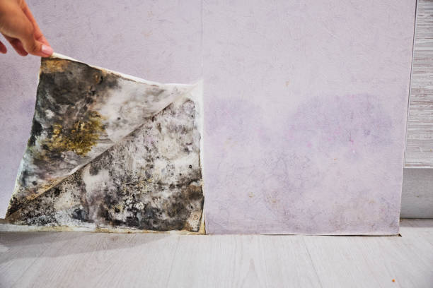Professional Mold Removal in Hobart, IN